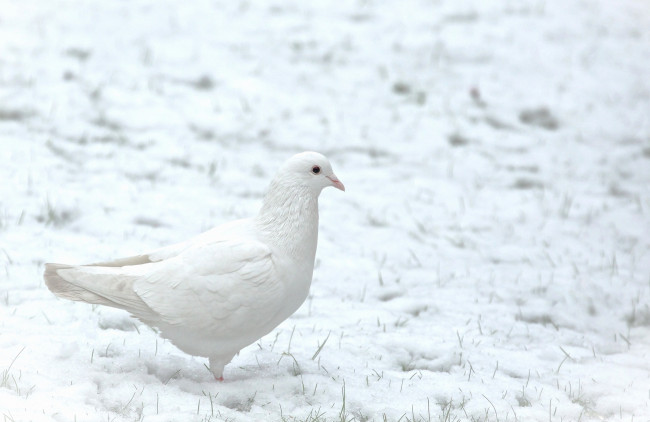 Обои картинки фото животные, голуби, голубь, снег