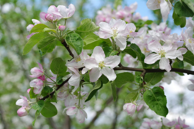 Обои картинки фото цветы, цветущие деревья ,  кустарники, весна, яблоня, макро, ветки