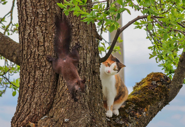 Обои картинки фото животные, разные вместе, кошка, белка, встреча, дерево, на, дереве