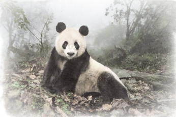 Картинка панда рисованное животные +панды медведь рисунок панды акварель природа