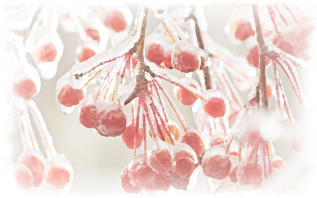 Обои картинки фото гроздь рябины, рисованное, природа, рисунок, рябины, зимняя, рябина, акварель, красная