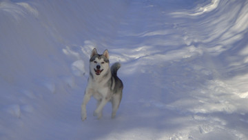 Картинка зима животные собаки хаски