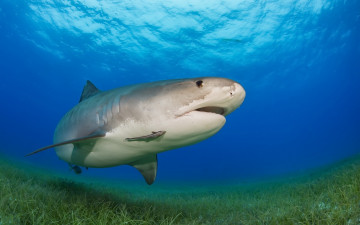 Картинка животные акулы водоросли море акула