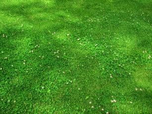 Картинка природа луга трава луг зелень