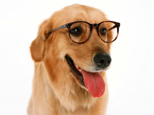 Картинка животные собаки собака ретривер очки язык