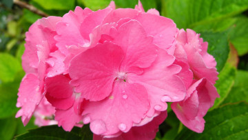 Картинка цветы гортензия розовая макро капли