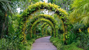 Картинка природа парк аллея арки растения