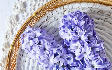 Картинка цветы гиацинты корзинка макро
