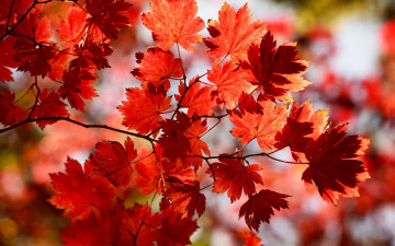 обоя природа, листья, ветка, осень
