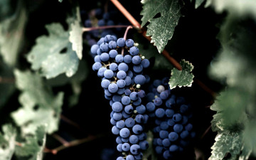 Картинка природа ягоды +виноград виноград гроздь
