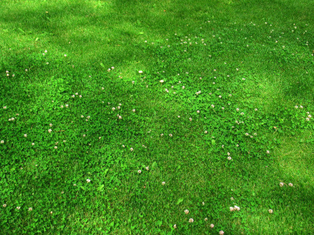 Обои картинки фото природа, луга, трава, луг, зелень