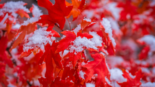 Обои картинки фото природа, листья, алые, снег