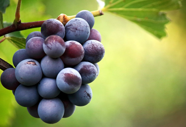 Обои картинки фото природа, ягоды,  виноград, виноград, гроздь
