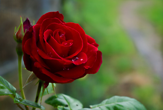 Обои картинки фото цветы, розы, бордовая, роза, капли