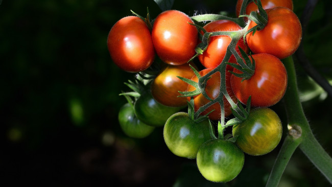 Обои картинки фото природа, плоды, помидоры