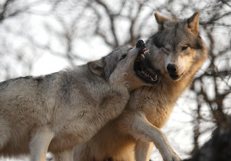 Картинка животные волки пасть хищники