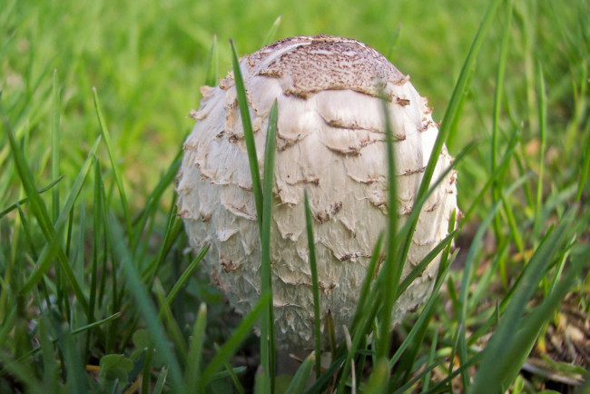 Обои картинки фото природа, грибы, грыб, трава, гриб, зонтик, сьедобный, вкусный