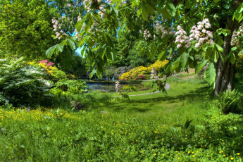 Картинка природа парк каштан цветы пруд