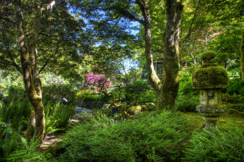 Картинка природа парк лето кусты трава деревья Япония
