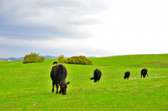 Картинка животные коровы буйволы fremont