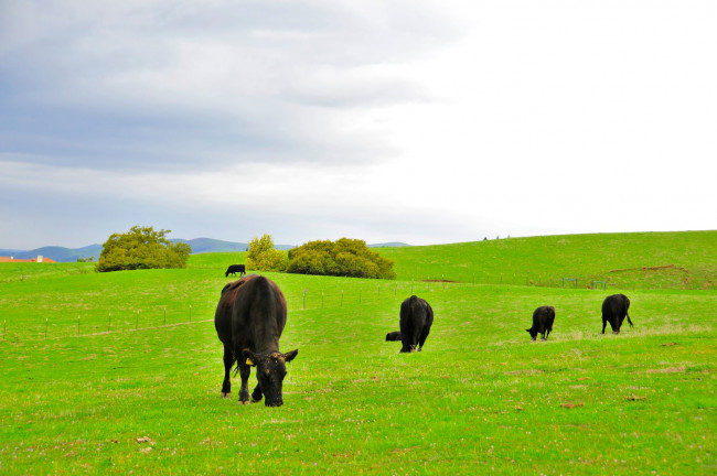 Обои картинки фото животные, коровы, буйволы, fremont