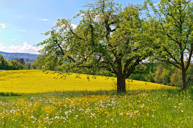 Обои картинки фото природа, деревья, луг, цветы, одуванчики, весна