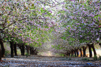 Картинка природа дороги весна цветение аллея