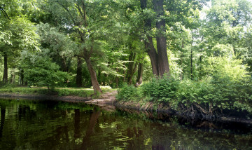 Картинка санкт петербург елагин остров природа парк река деревья