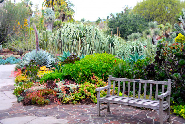 Обои картинки фото botanical, garden, san, marino, california, природа, парк, кактусы, растения, скамейка