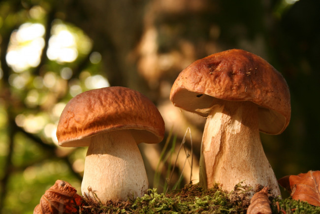 Обои картинки фото природа, грибы, боровики, парочка, крепыши
