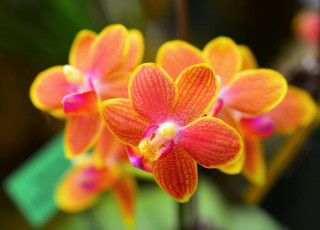 Картинка цветы орхидеи макро orchid