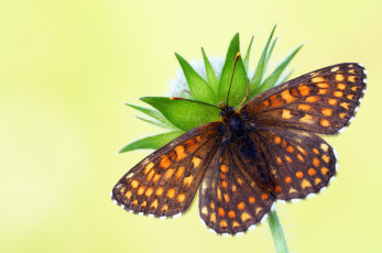 Картинка животные бабочки +мотыльки +моли бабочка травинка утро насекомое фон макро