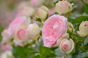 Картинка цветы розы розовая роза нежность