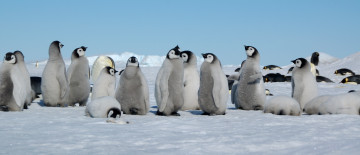 обоя животные, пингвины, снег, стая, пингвинята
