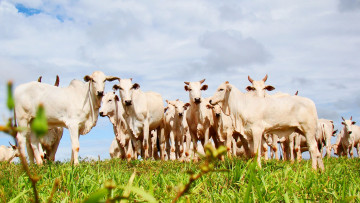 Картинка животные коровы +буйволы телки бычки стадо пастбище луг трава зебу
