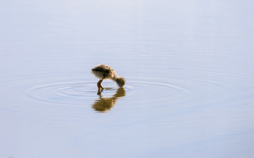 Картинка животные утки вода птица природа