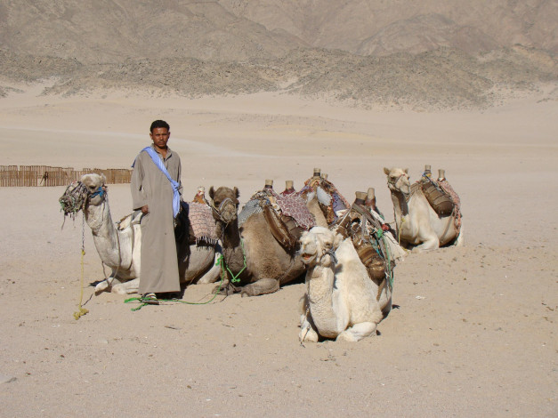 Обои картинки фото животные, верблюды, горы, пустыня, бедуин, стадо, египет, изгородь