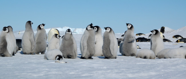 Обои картинки фото животные, пингвины, снег, стая, пингвинята