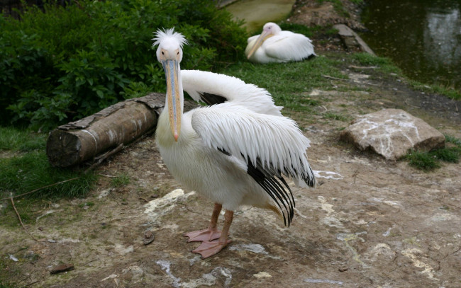 Обои картинки фото животные, пеликаны, перья, клюв