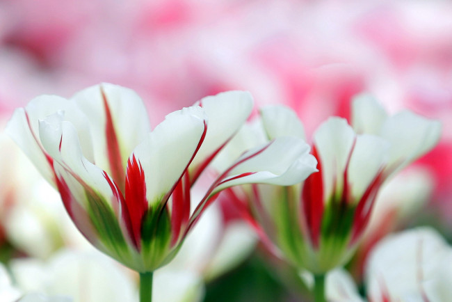 Обои картинки фото цветы, тюльпаны, нежность