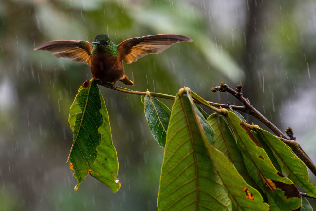 Обои картинки фото животные, колибри, листья, ветка, дождь, птица