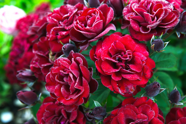 Обои картинки фото цветы, розы, красный, куст, мороз, иней, бутоны