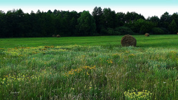 Картинка природа луга сено лето трава