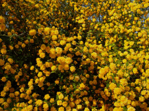 Картинка цветы цветущие+деревья+ +кустарники желтые