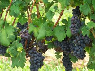 Картинка природа Ягоды +виноград виноград гроздь листья