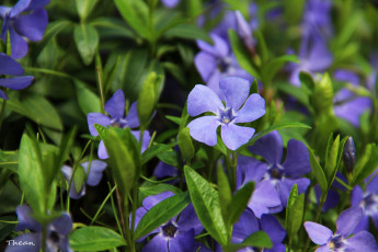 Картинка цветы барвинок синий