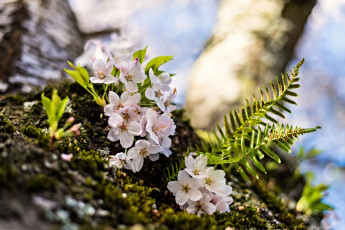 Картинка цветы цветущие+деревья+ +кустарники цветки макро вишня цветение папоротник весна