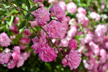 Картинка цветы розы розовый ветка