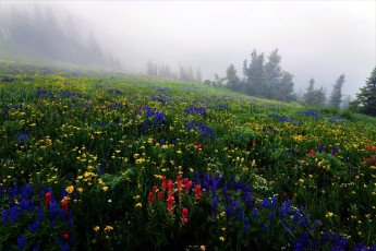 Картинка природа луга цветы луг туман