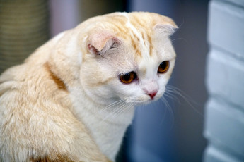 Картинка животные коты прижатые уши